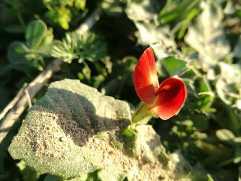 Image of Winged Pea