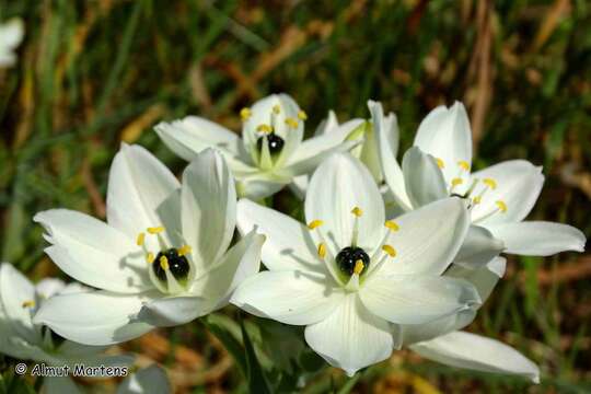 Image of Ornithogalum arabicum L.