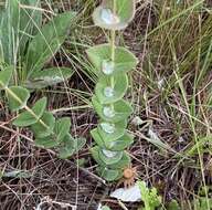 Image of Hypericum connatum Lam.