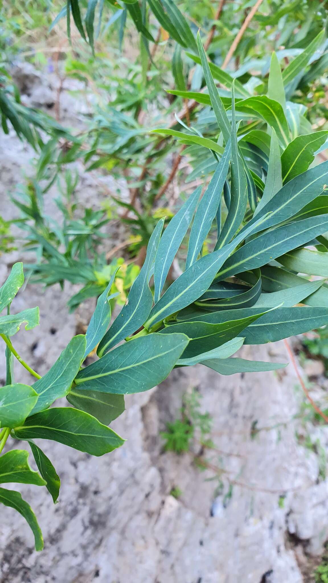 Image of Euphorbia bivonae Steud.