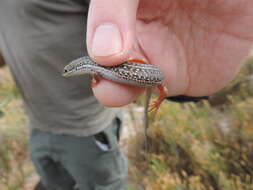 Image of Trachylepis homalocephala (Wiegmann 1828)