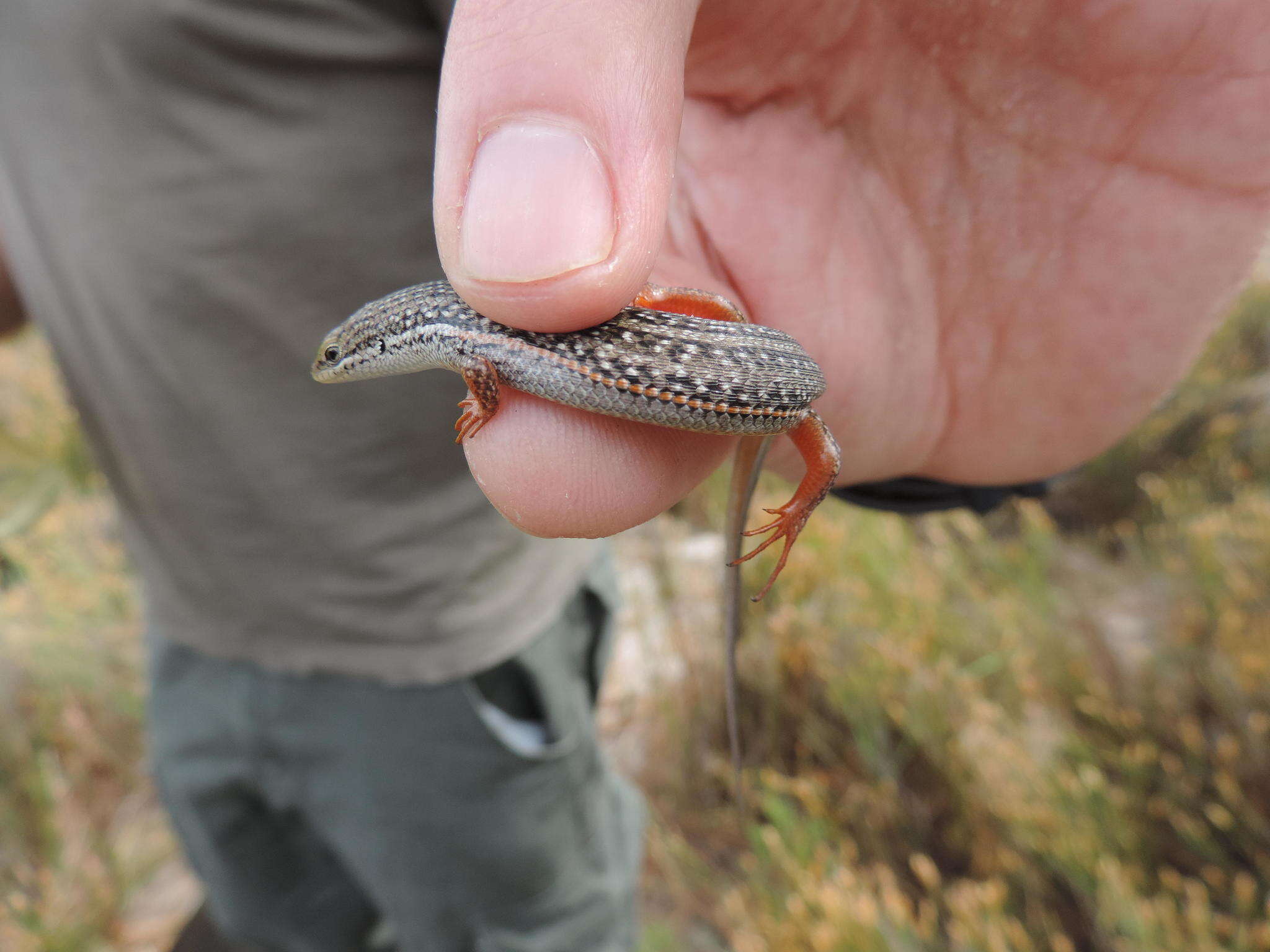 Image of Trachylepis homalocephala (Wiegmann 1828)