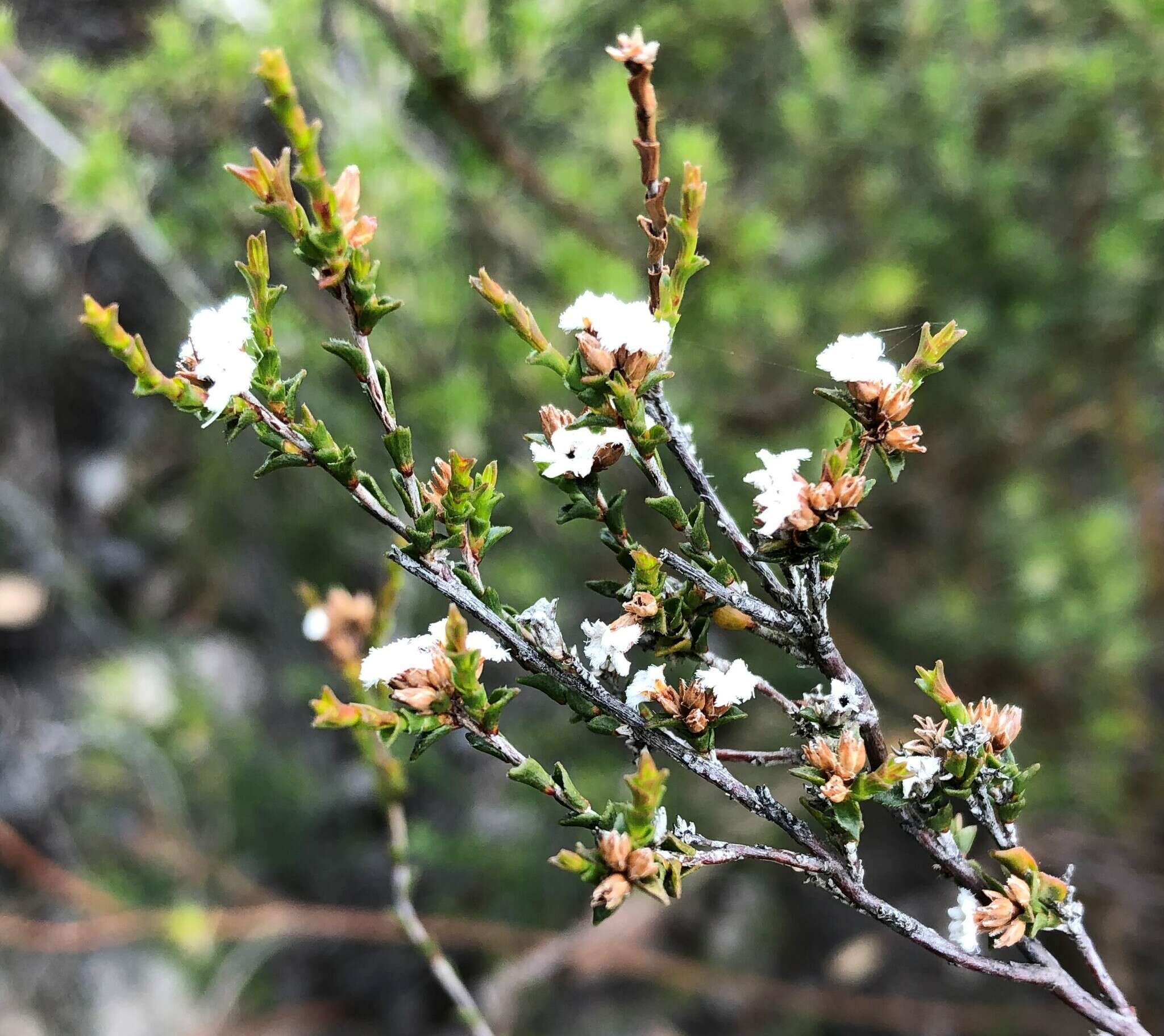 Слика од Leucopogon costatus (F. Muell.) J. Black