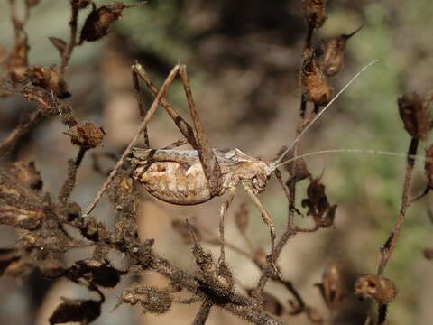 Image of Brachyinsara