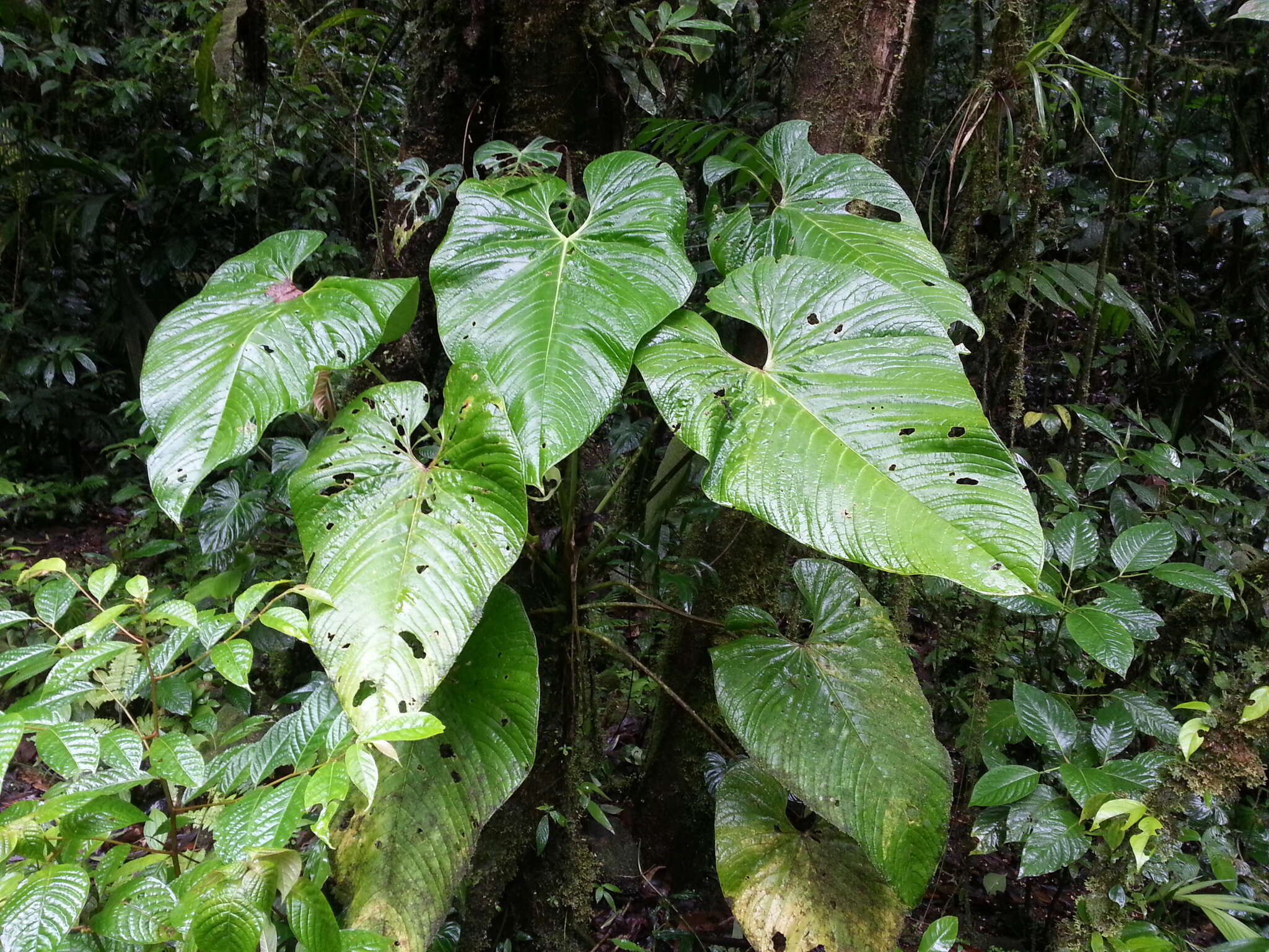 Image of Anthurium caperatum Croat & R. A. Baker