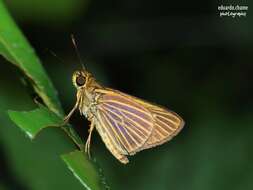 Image of Parphorus decora Herrich-Schäffer 1869