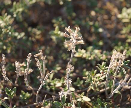 Image of Thymus moldavicus Klokov & Des.-Shost.