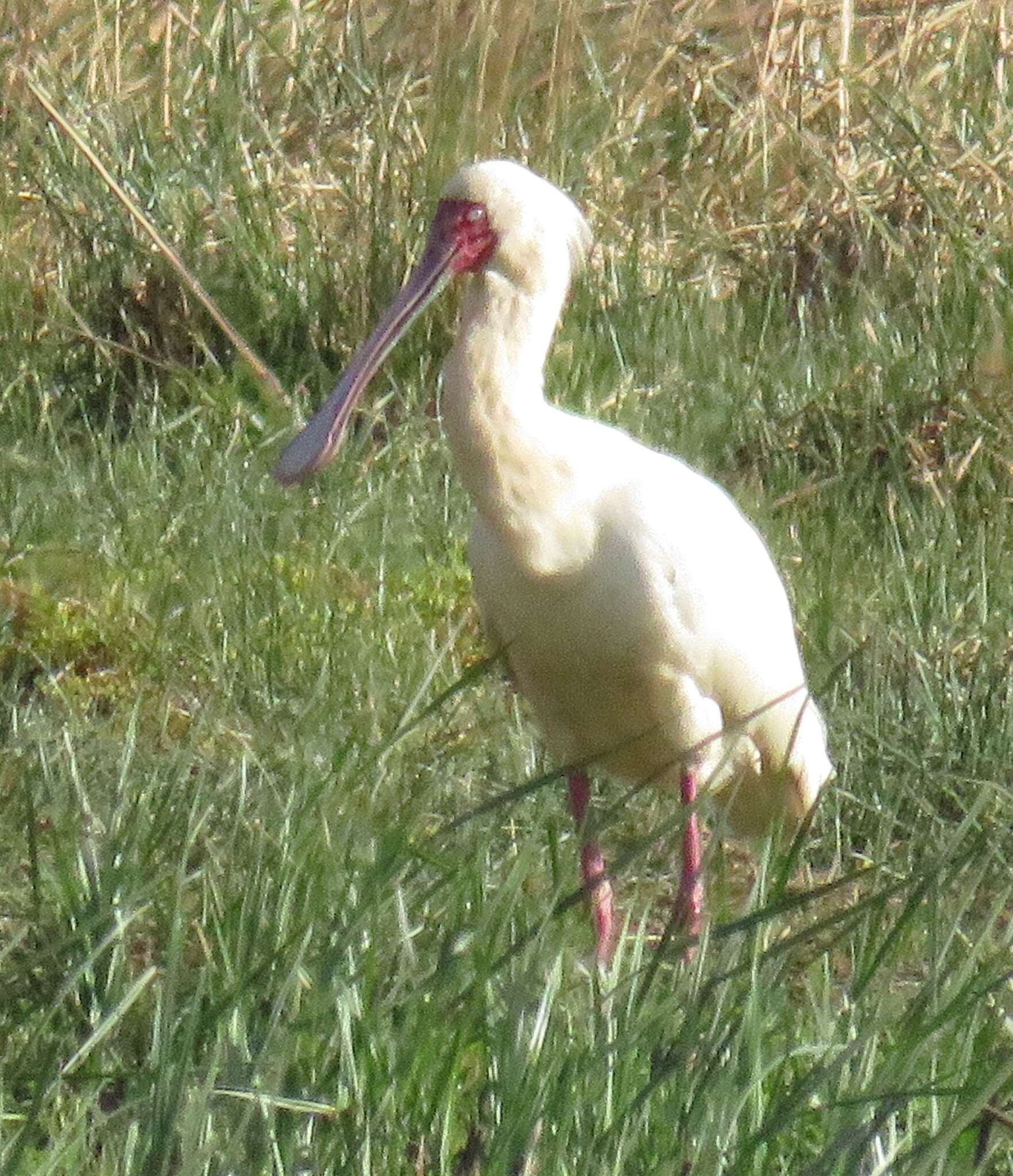 Image of African Spoonbill