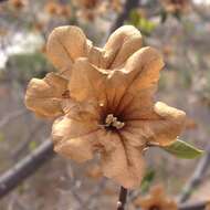 Image of Cordia sonorae N. E. Rose