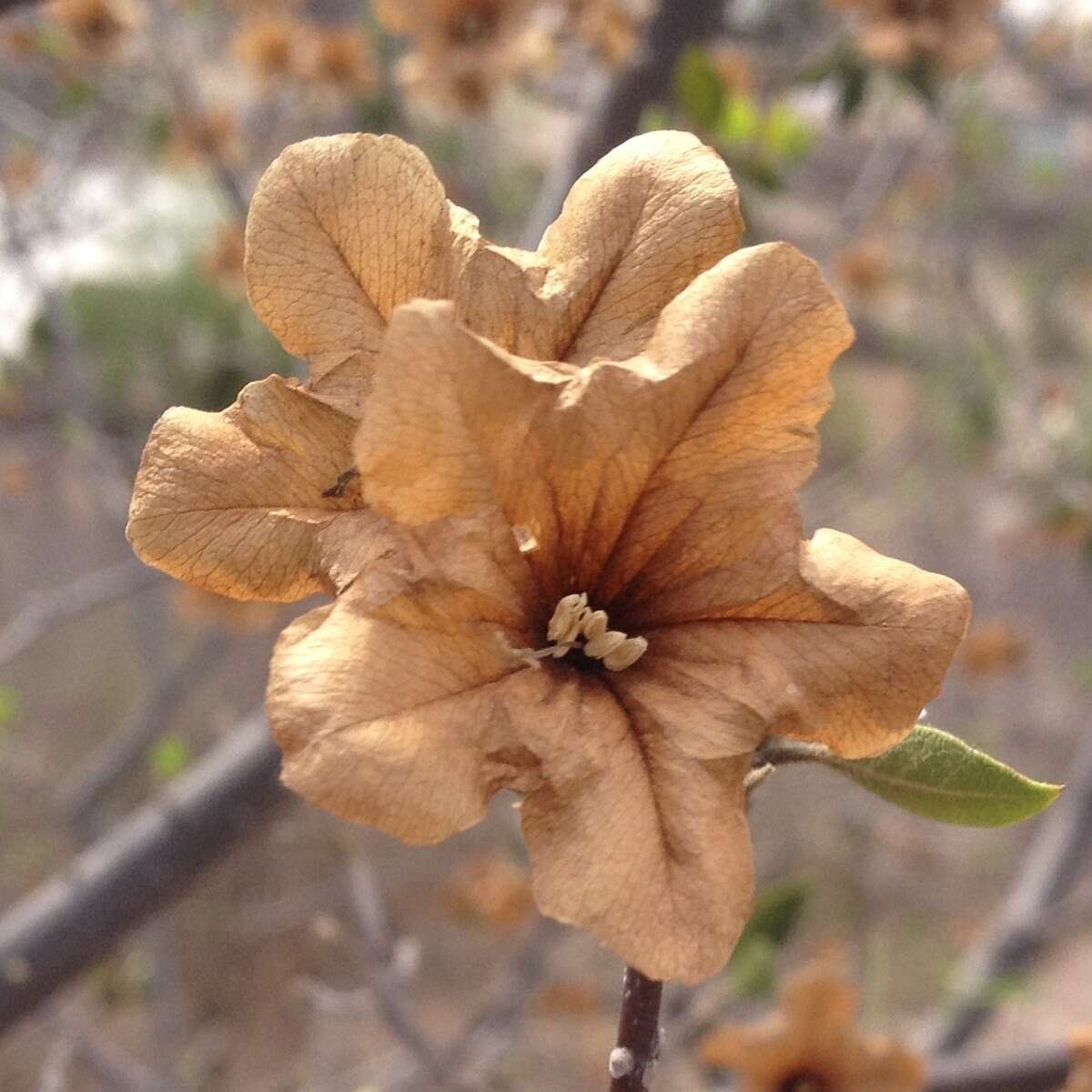 Image of Cordia sonorae N. E. Rose