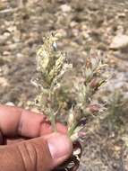 Image of white locoweed