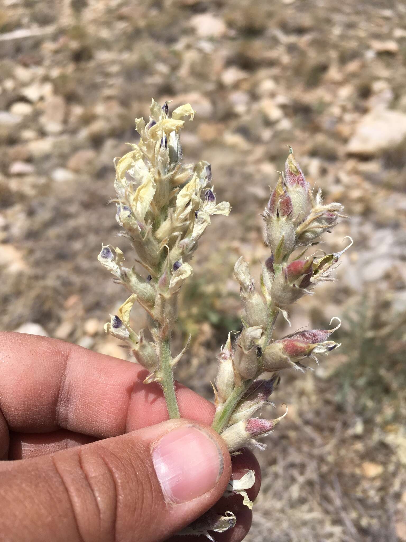 Image of white locoweed