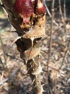 Image of Japanese angelica tree