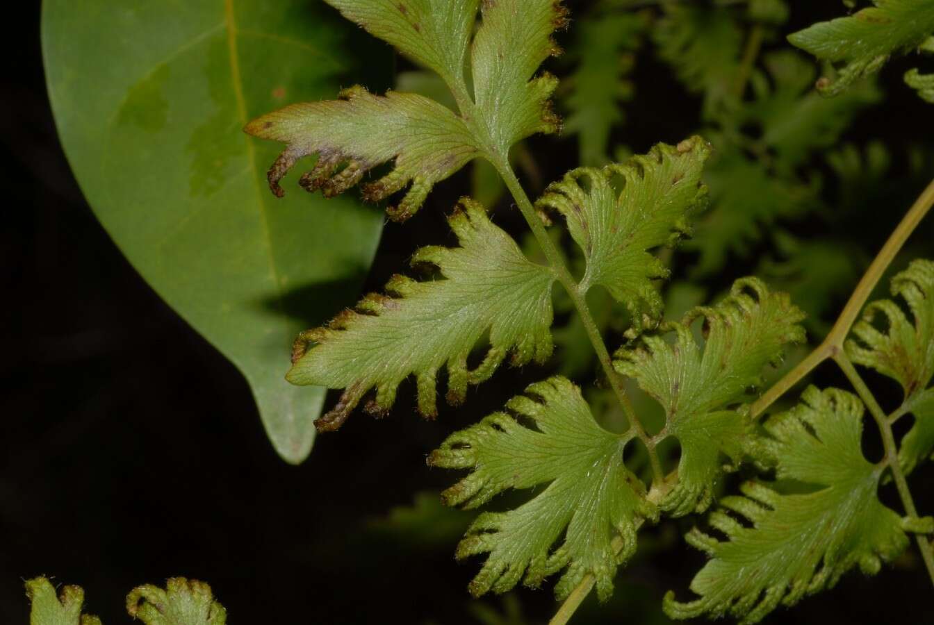 Image of Climbing fern