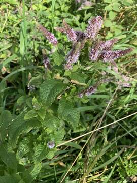 Imagem de Mentha villosa Huds.