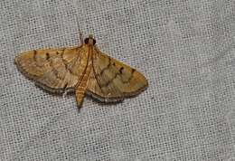 Image of Bean-leaf Webworm Moth