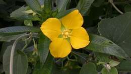 Image de Ludwigia elegans (Cambess.) Hara