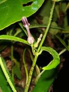 Imagem de Ceropegia bulbosa Roxb.