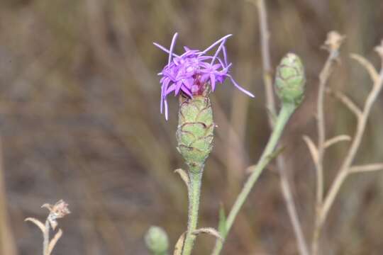 Image of branched blazing star