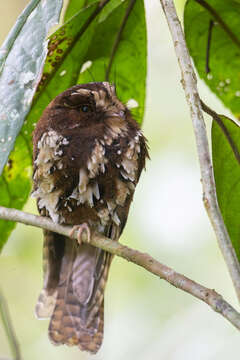 Image of Feline Owlet-nightjar