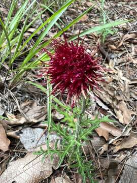 Image of Cirsium pringlei (S. Wats.) Petr.