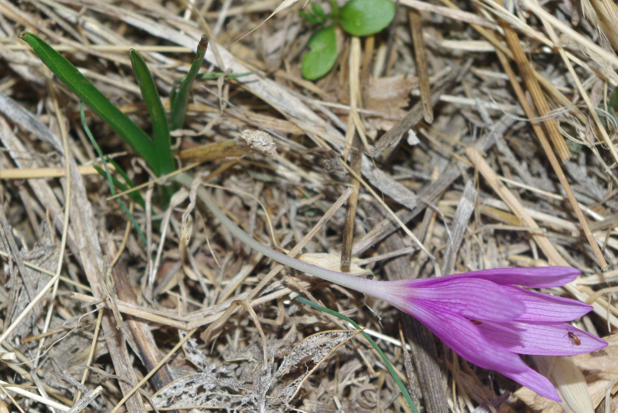 Image of Colchicum cupanii Guss.