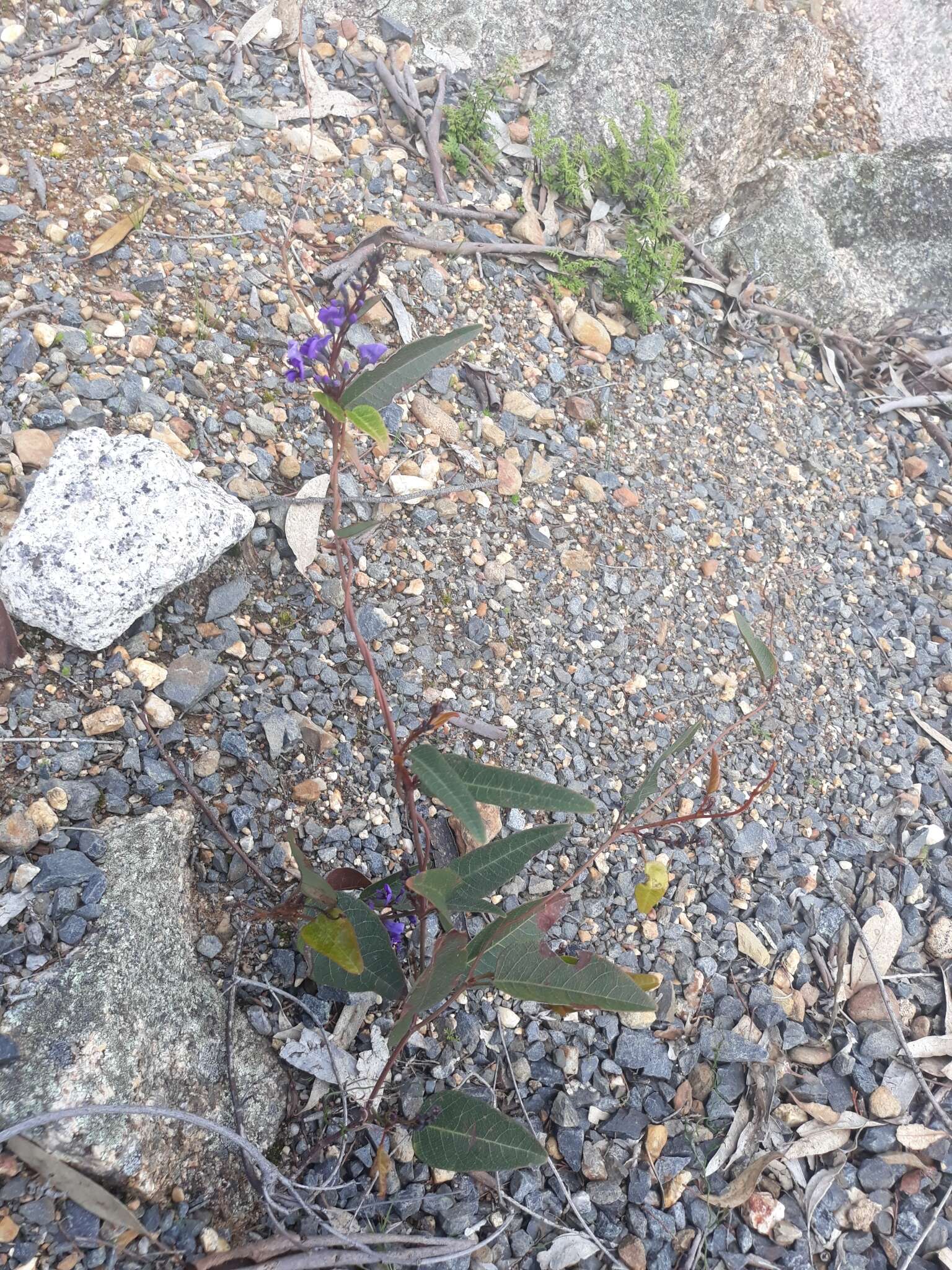 Hardenbergia violacea (Schneev.) Stearn resmi