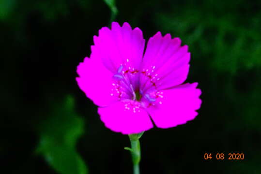 Image of Dianthus deltoides subsp. deltoides