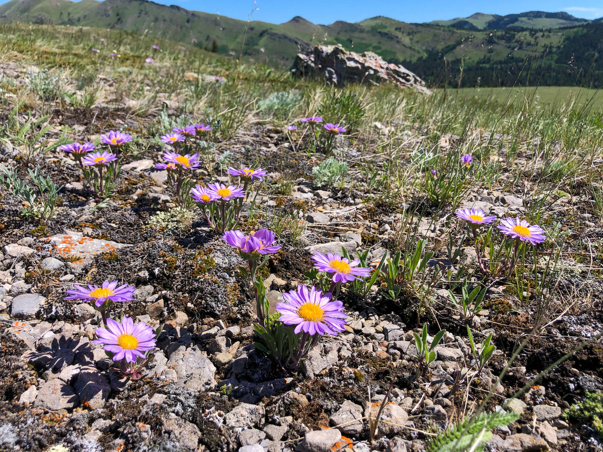 Image of Parry's Townsend daisy