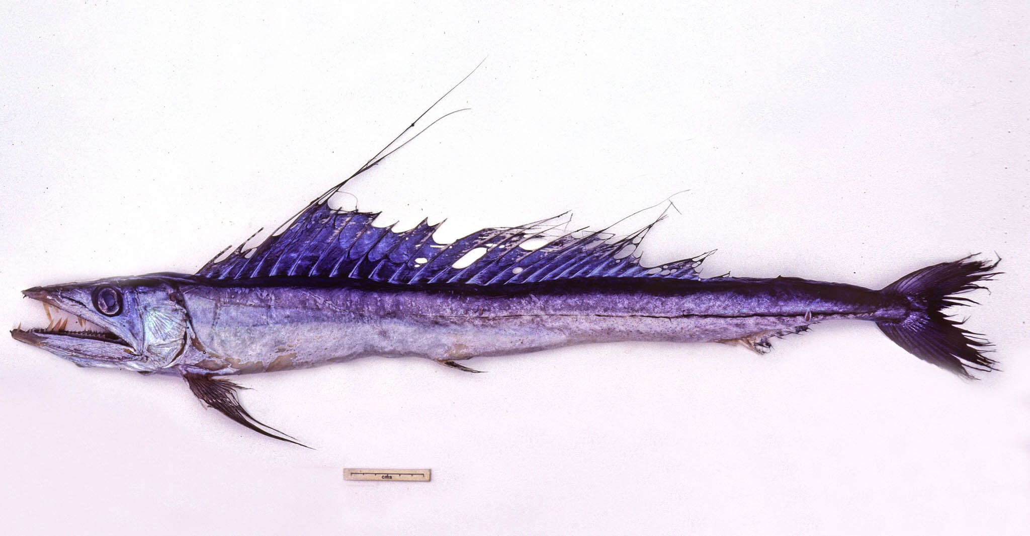 Image of lancetfishes