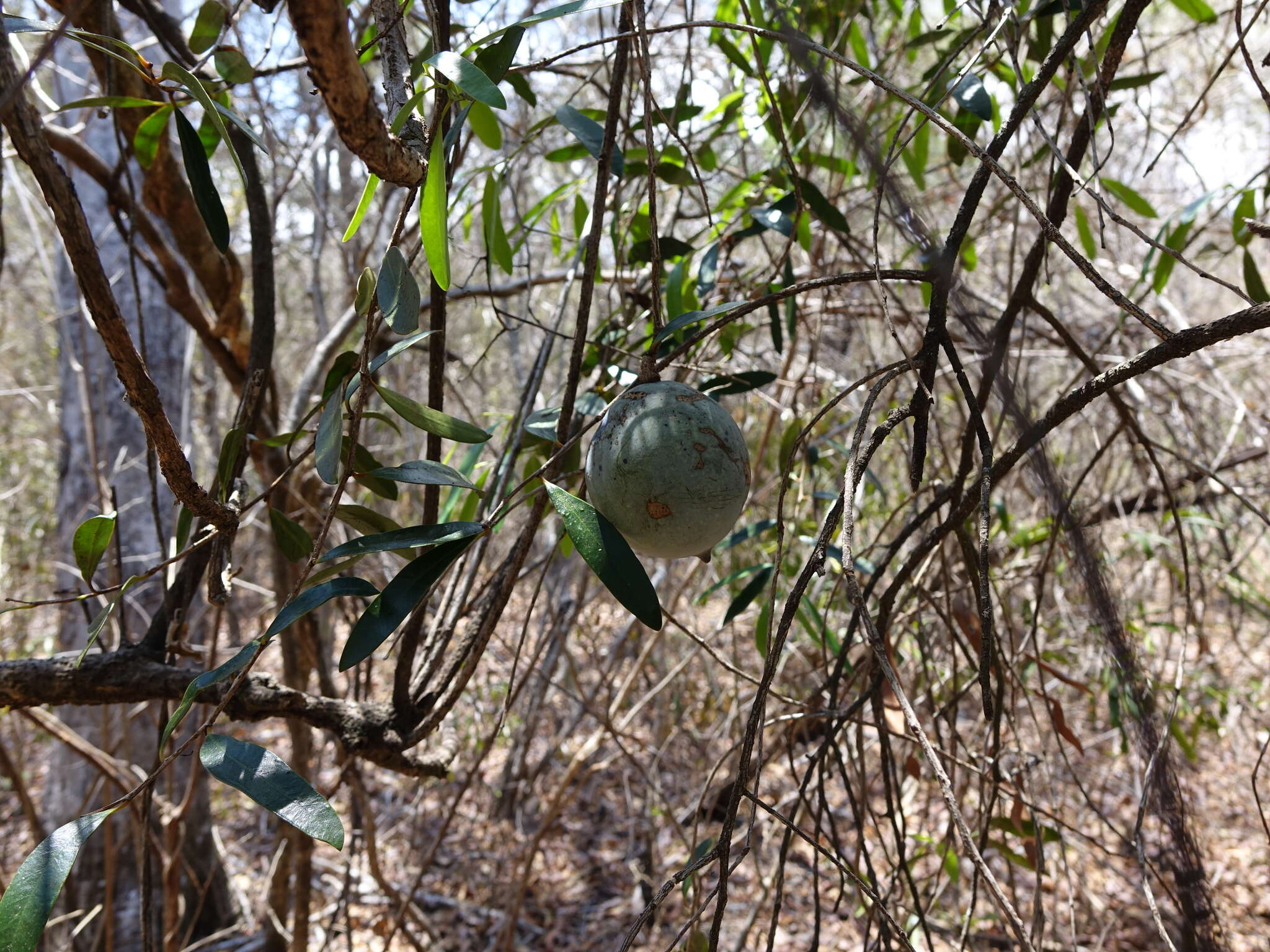 Image de Cinnamosma madagascariensis Danguy