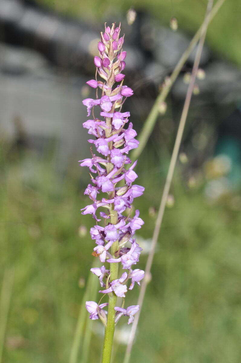 Image of Short spurred fragrant orchid