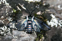 Image of Dasysphinx pilosa Rothschild 1910