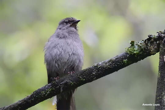 Image of Brown-backed Solitaire