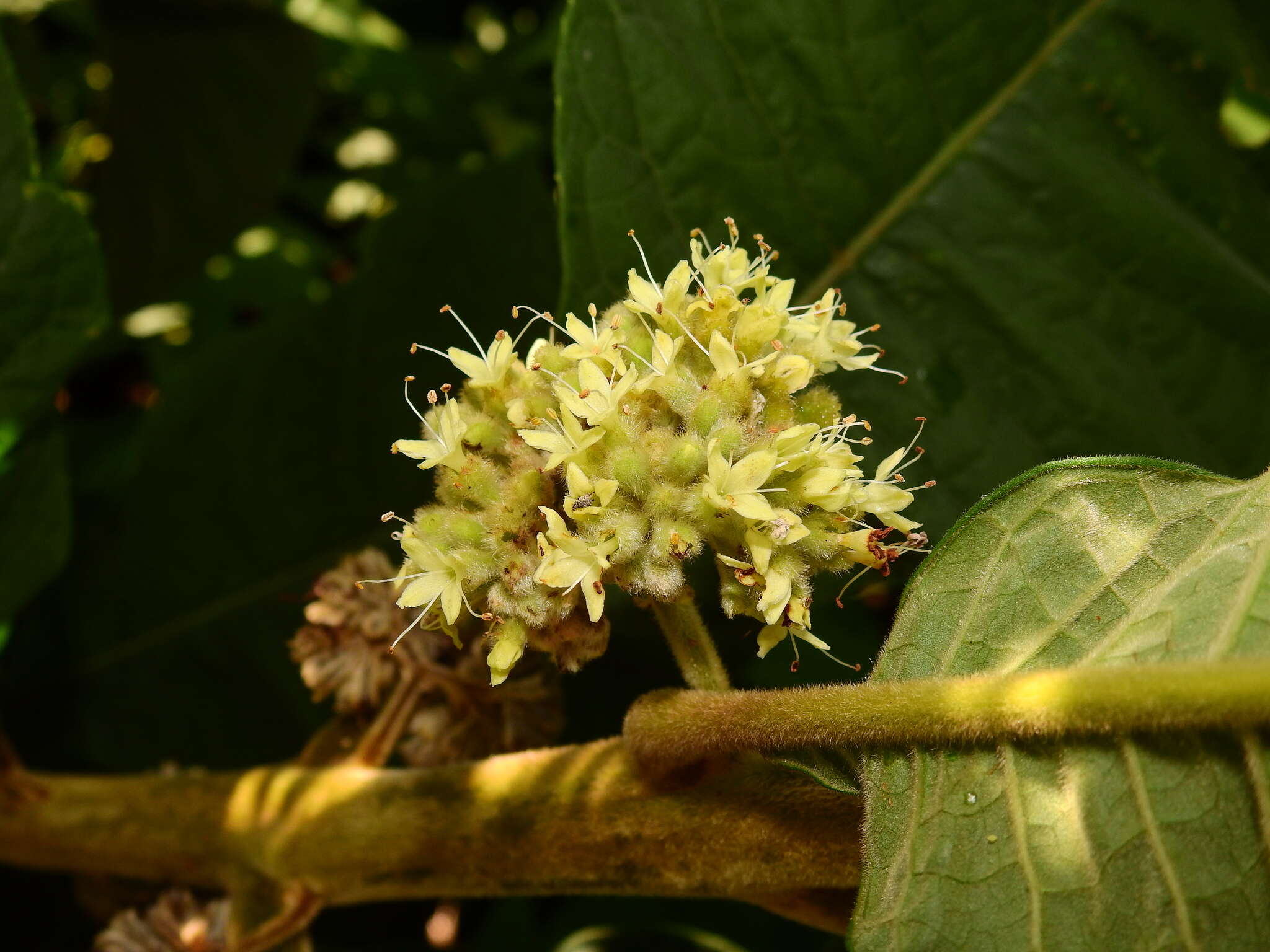 Imagem de Aegiphila integrifolia (Jacq.) B. D. Jacks.