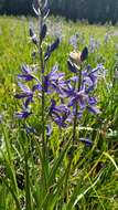 Imagem de Camassia quamash subsp. breviflora Gould