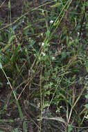 Image of common bird's-foot