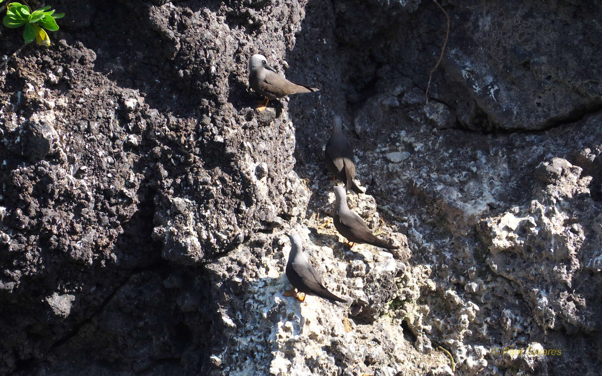 Image of Black Noddy