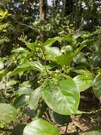 Image of Viburnum odoratissimum Ker-Gawl.