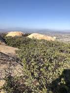 Слика од Arctostaphylos rainbowensis J. E. Keeley & A. Massihi