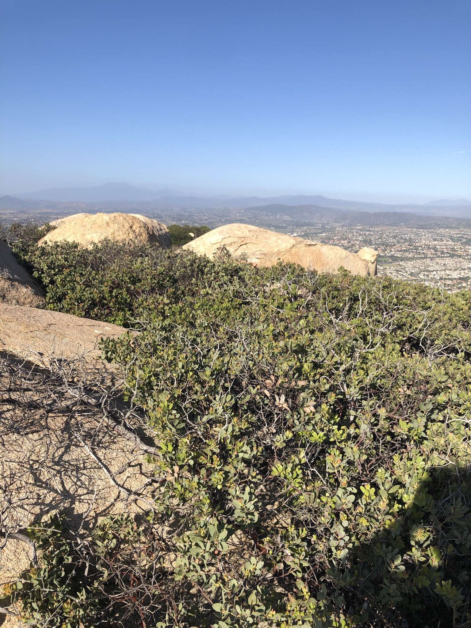 Слика од Arctostaphylos rainbowensis J. E. Keeley & A. Massihi