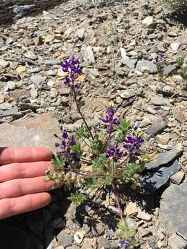 Imagem de Lupinus flavoculatus A. Heller