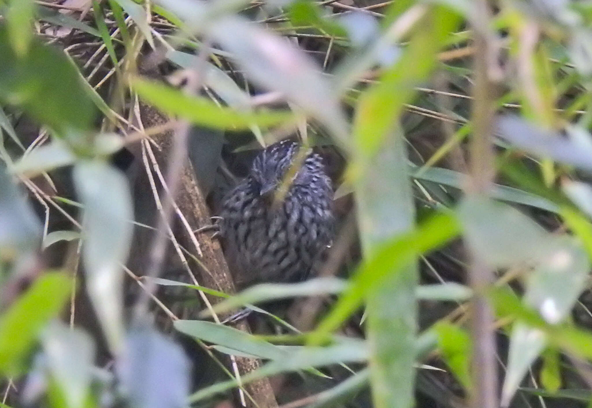 Image of Dusky-tailed Antbird