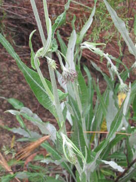 Image of Jurinea longifolia DC.