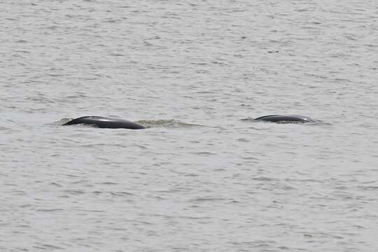 Image of Yangtze finless porpoise