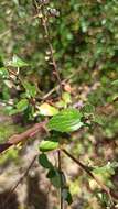 Image of woolyleaf ceanothus