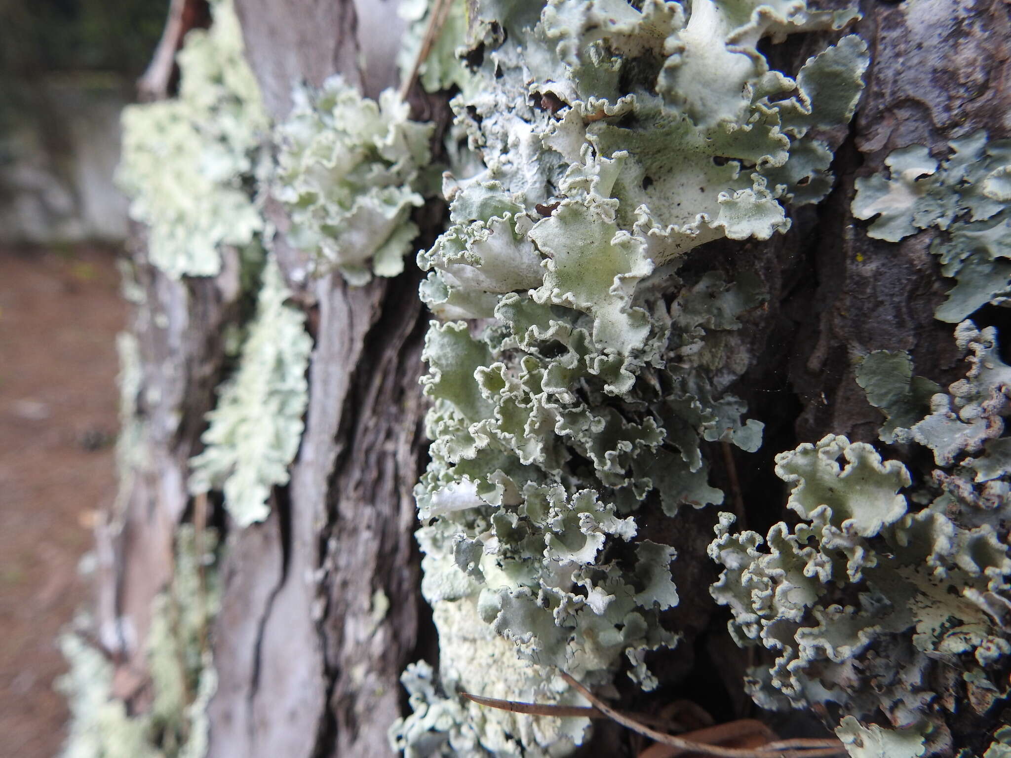 Image of parmotrema lichen