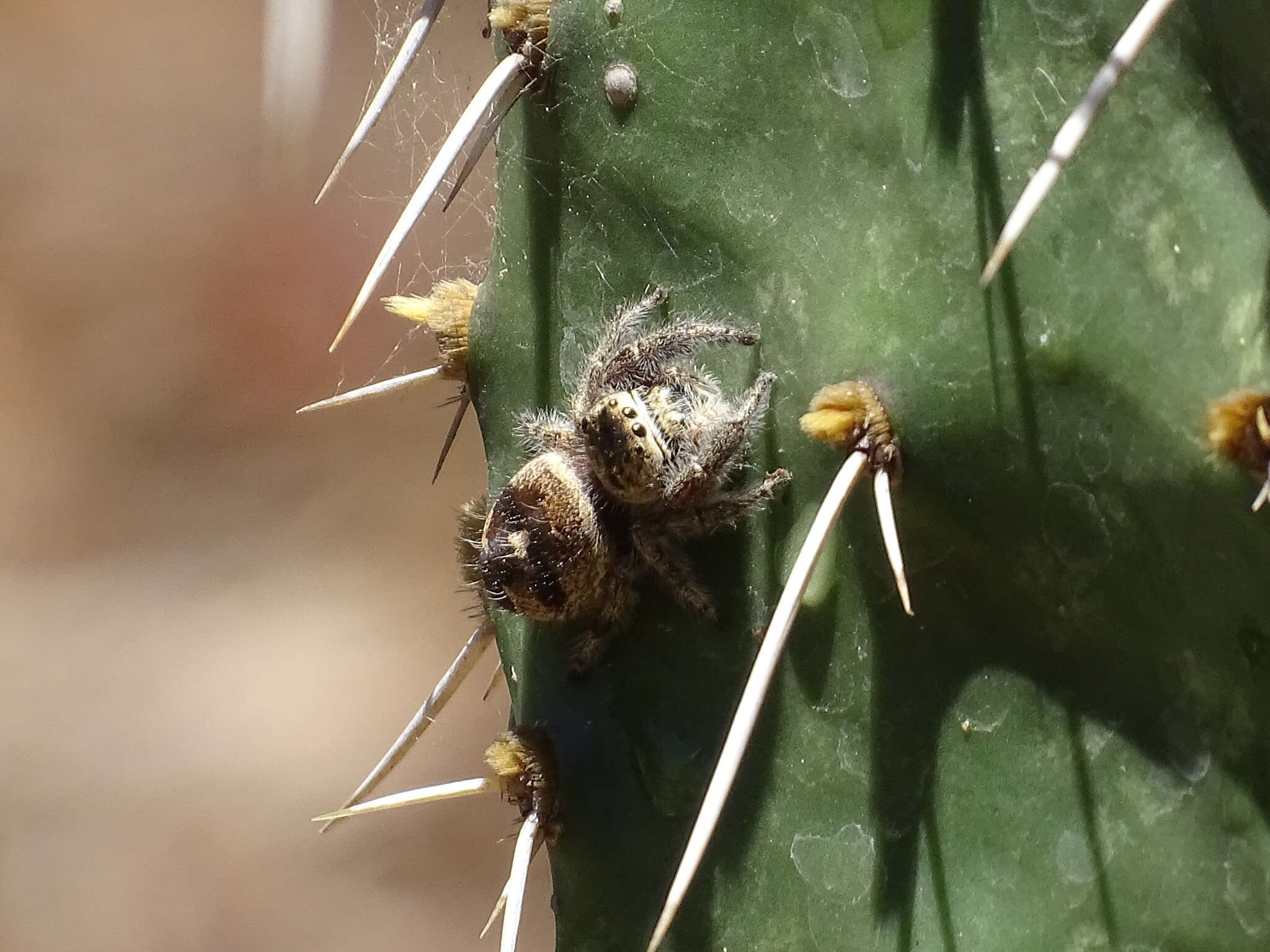 Sivun Phidippus maddisoni Edwards 2004 kuva