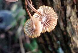 Image of Pink-edge Bonnet