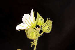 Image of Pavonia clathrata Mast.